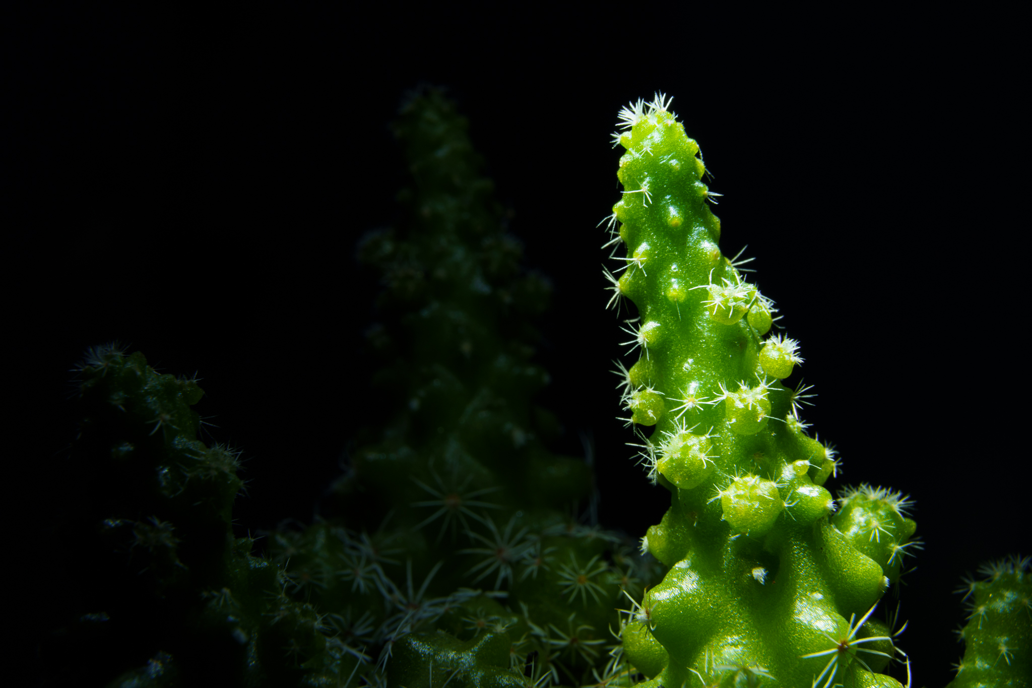 14th - Cactus & Lights