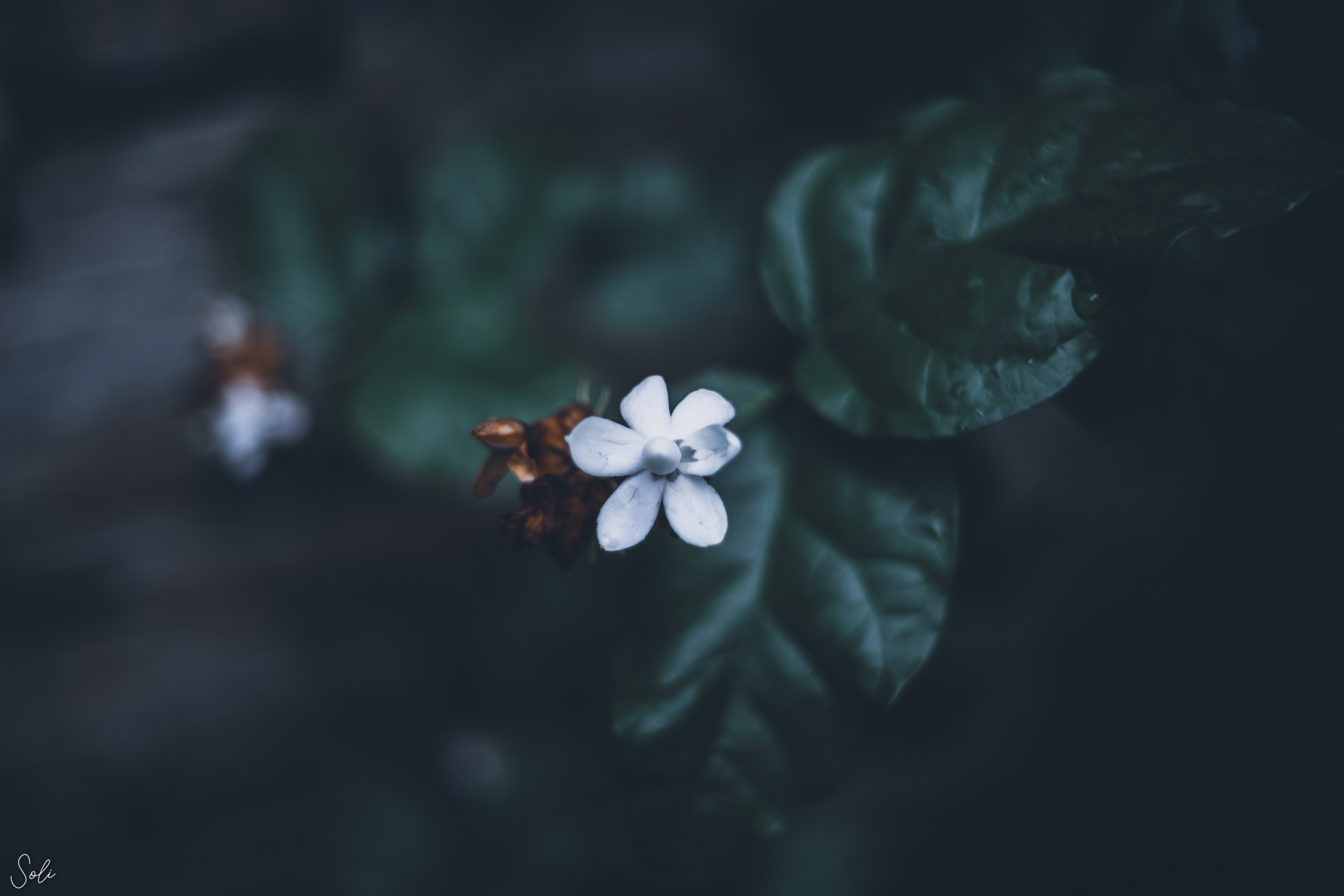 21st - Cool Light Flower